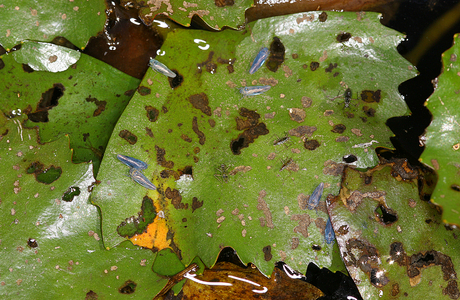 Seerosenzirpe (Erotettix cyane) - © Gernot Kunz